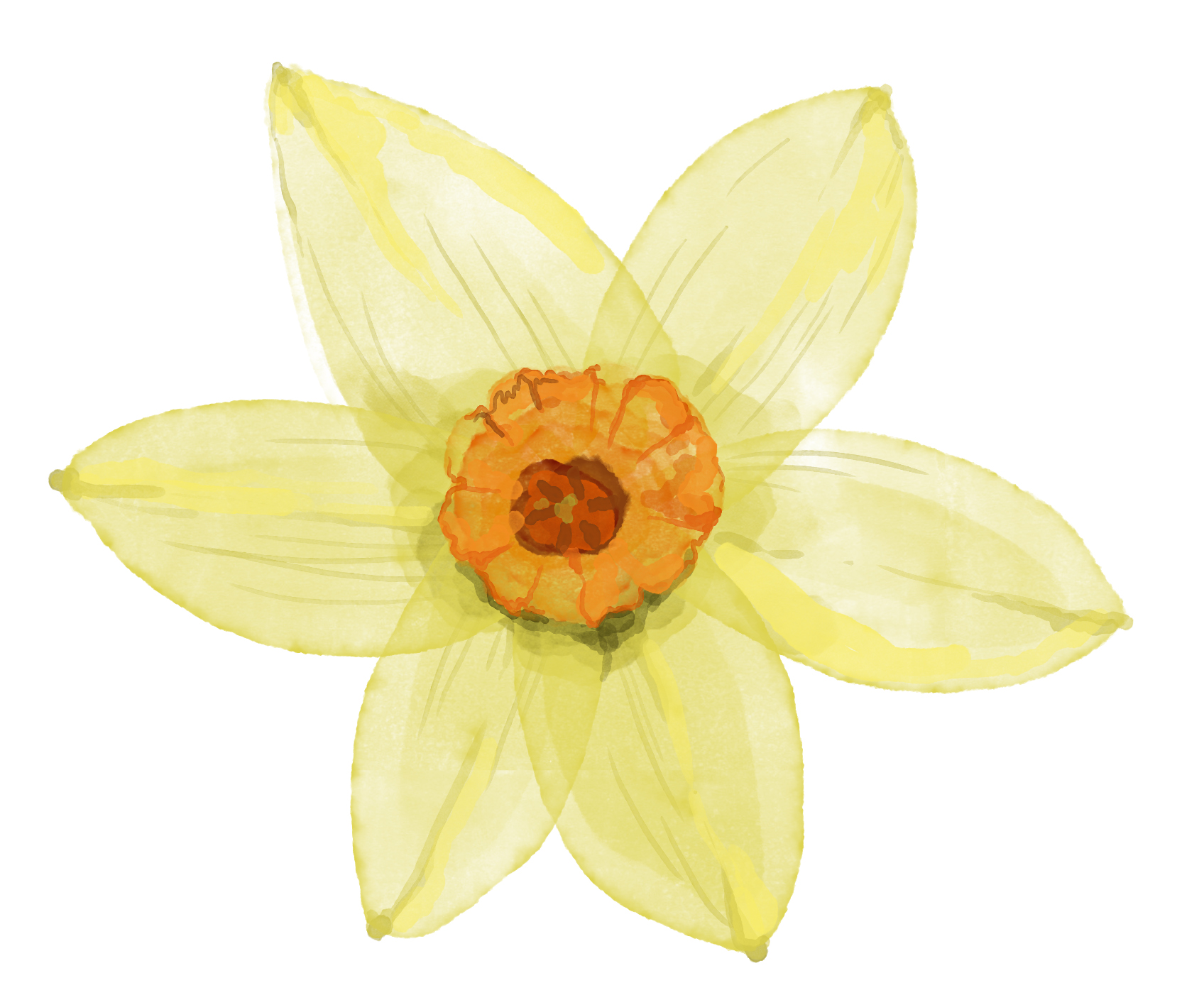 03A_Daffodil